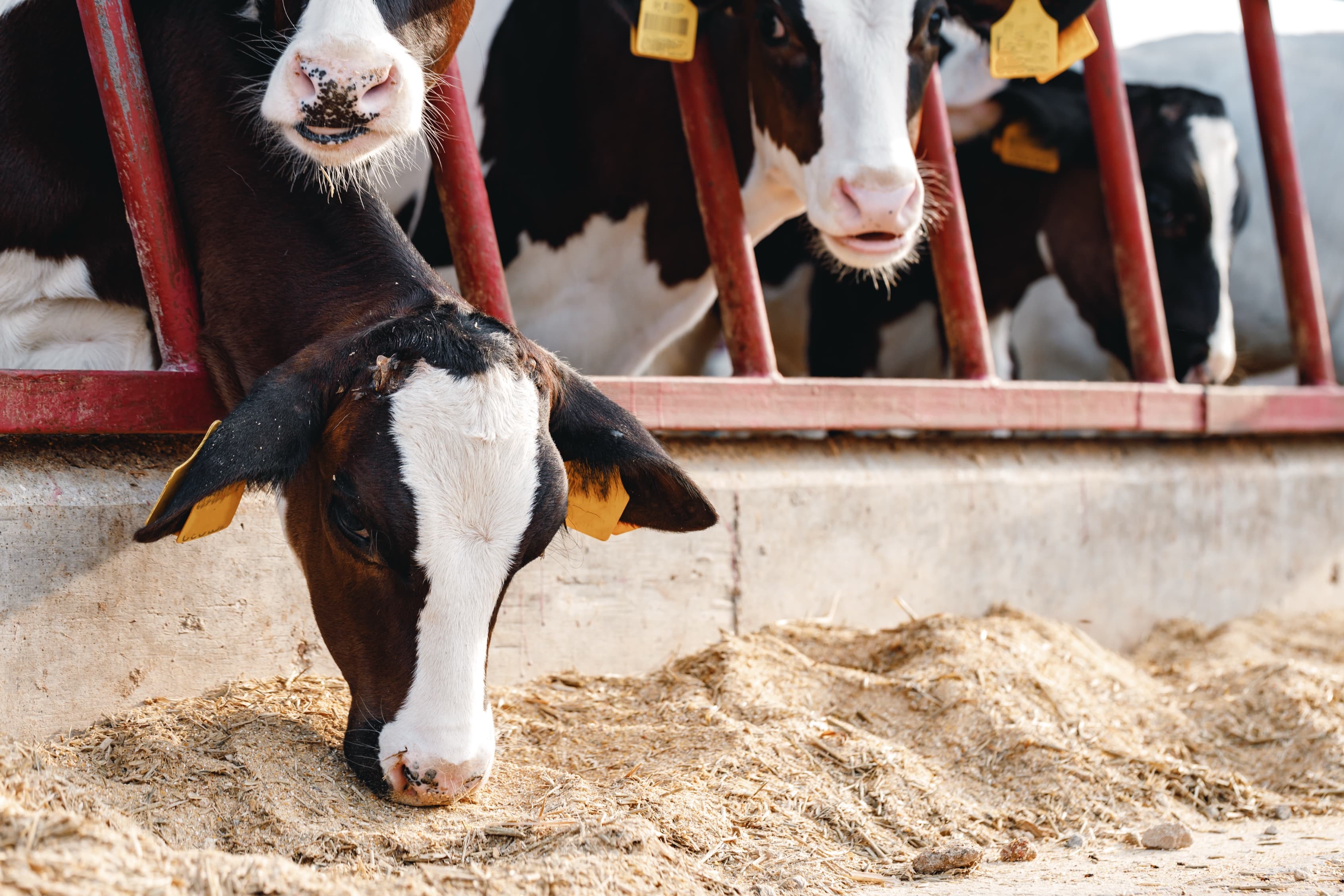 Cows standing in a stall and eating hay